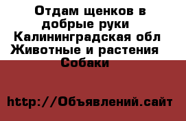 Отдам щенков в добрые руки - Калининградская обл. Животные и растения » Собаки   